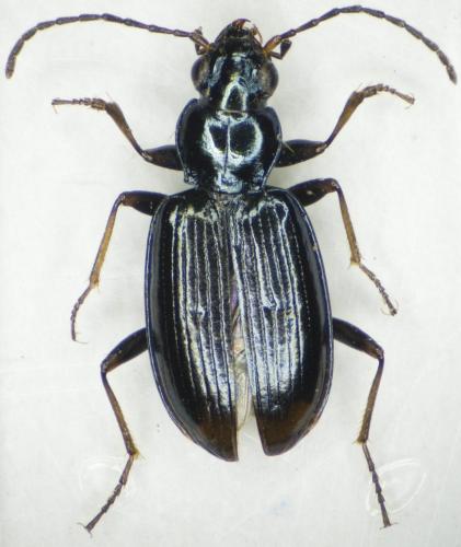 Réf. 201 543 : Bembidion atrocaeruleum